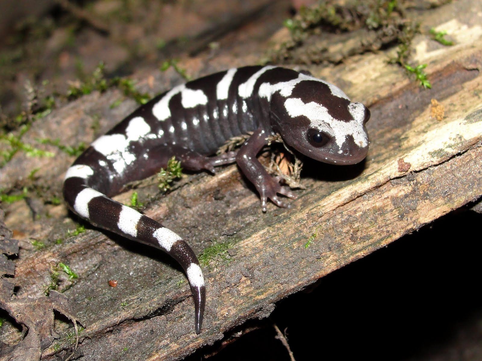 gaan beslissen agitatie Waterig Ambystoma opacum – Gemarmerde salamander | Website van de  Salamandervereniging