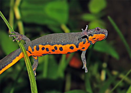 Verlenen Octrooi antwoord Cynops orientalis – Chinese vuurbuiksalamander | Website van de  Salamandervereniging
