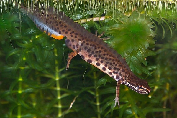 rand boekje onderschrift Lissotriton vulgaris – Kleine watersalamander | Website van de  Salamandervereniging