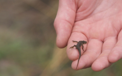 Kleine Watersalamander Op De Hand Van De Boswachter © RTV Drenthe