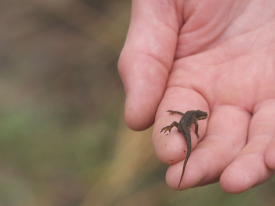 Kleine Watersalamander Op De Hand Van De Boswachter © RTV Drenthe