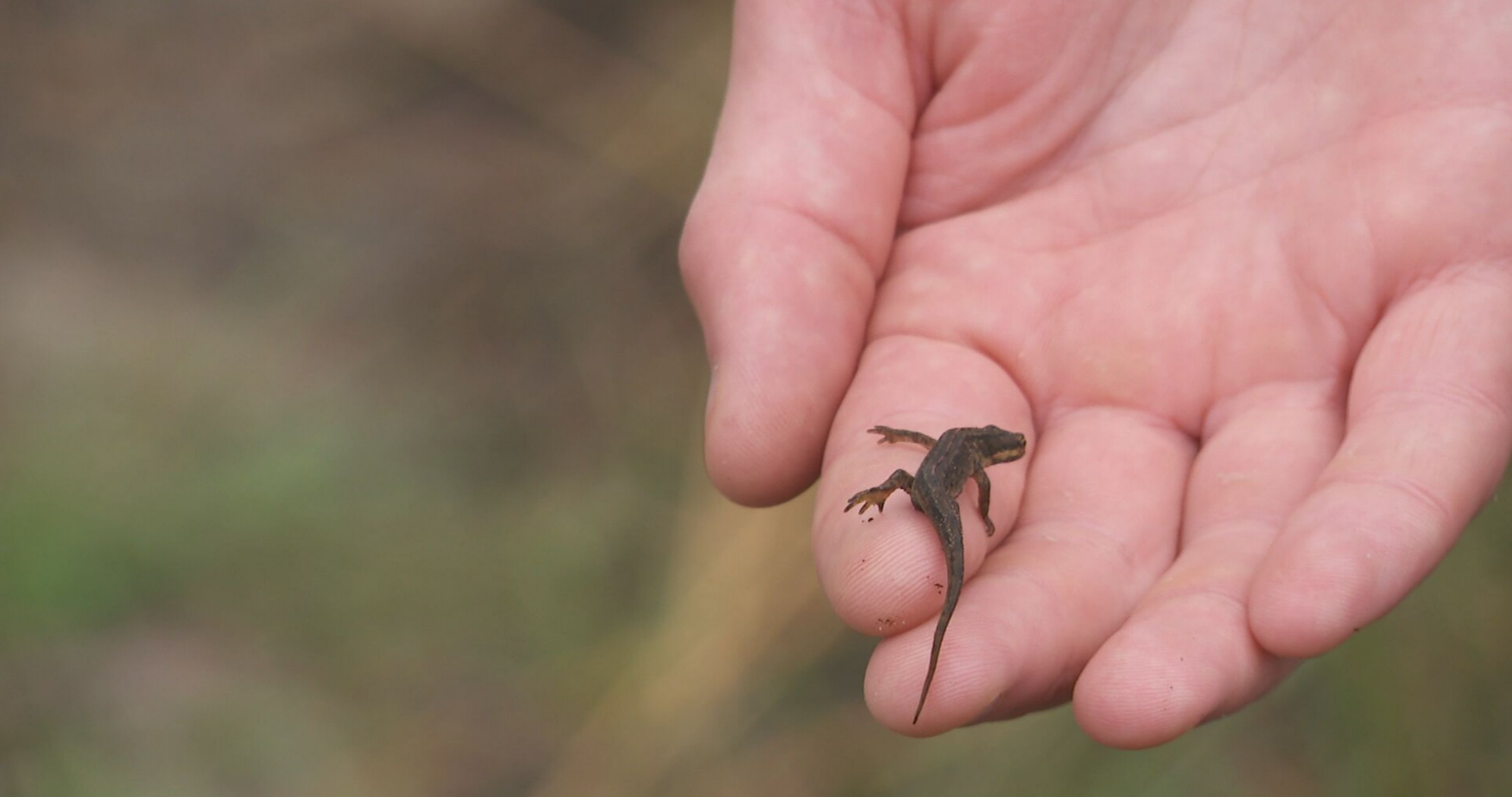 Kleine watersalamander op de hand van de boswachter © RTV Drenthe